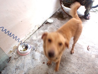 We are taking care of this dog temporarily~